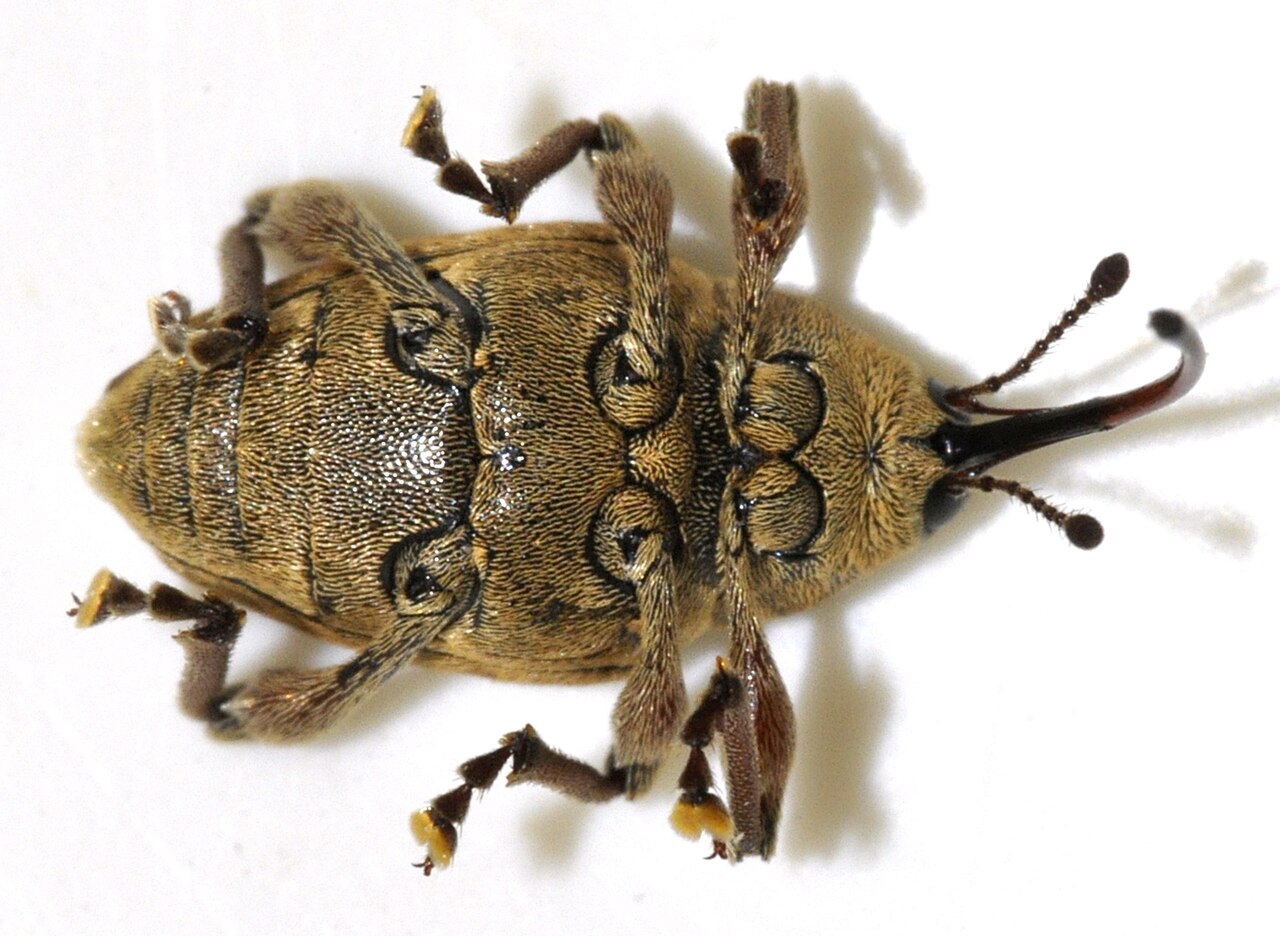 Haselnußbohrer (Curculio nucum), der gefährlichste Haselnussschädling mit charakteristischem langem Rüssel