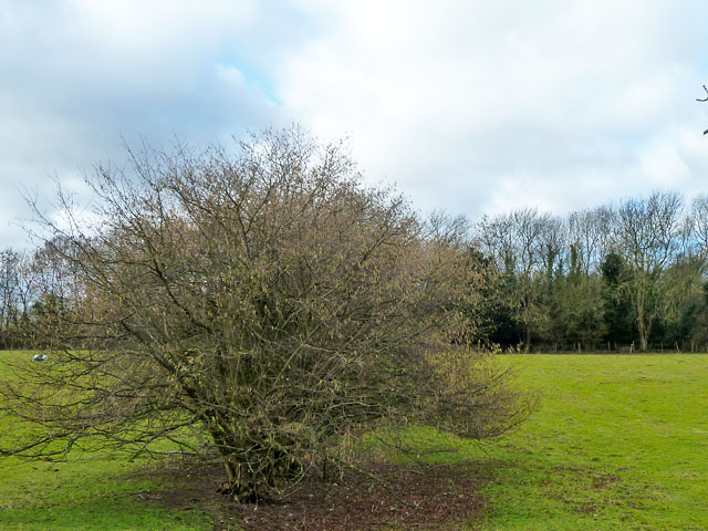 Haselnussstrauch im Feld