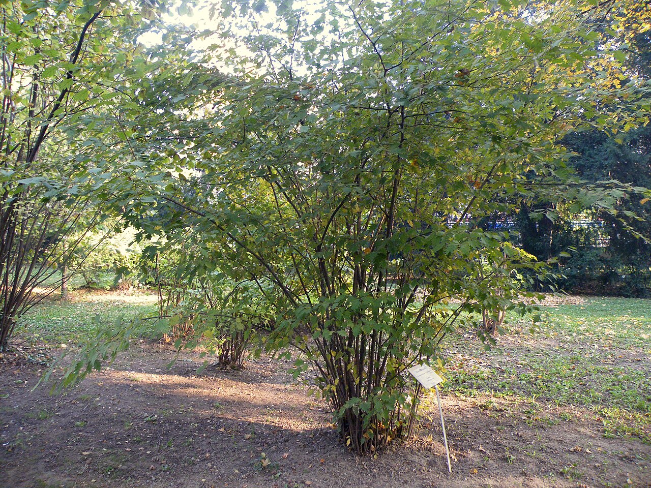 Corylus avellana Strauch im Garten