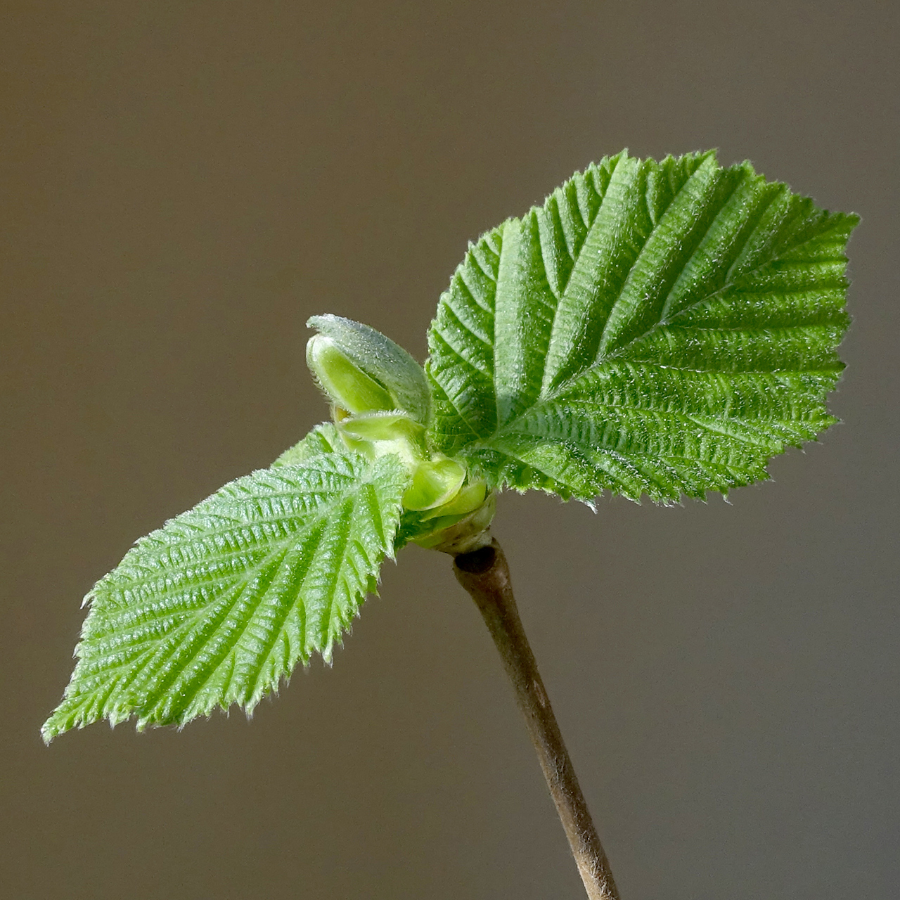 Haselnussblatt (Corylus avellana), Hauptquelle der Assimilate