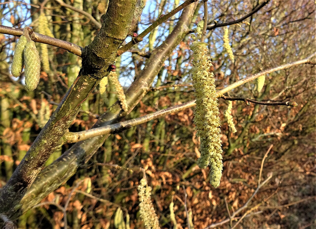 Männliche Blüten der Haselnuss in Kätzchen (Corylus avellana)