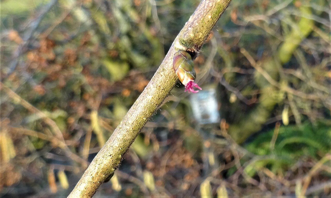 Weibliche Blüte der Haselnuss mit roten Narbenfäden (Corylus avellana)