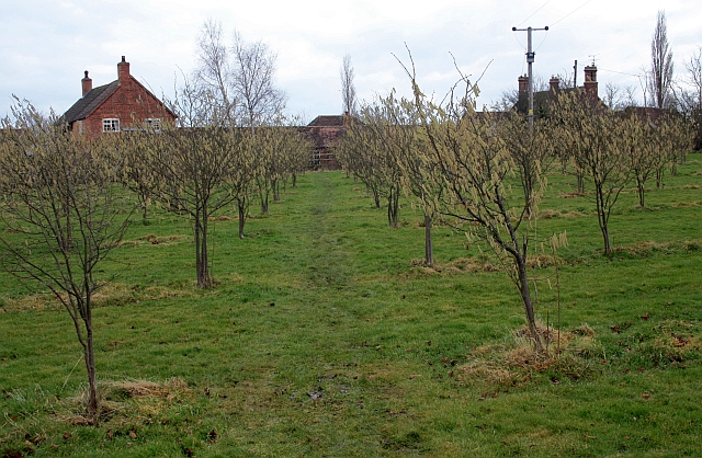 Haselnussanlage