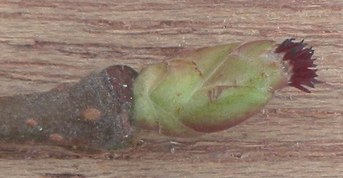 Geschlossene Blütenknospe der Haselnuss während der Winterruhe