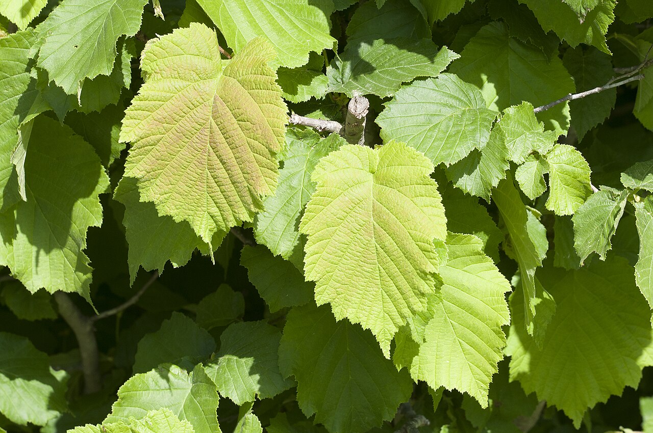 Haselnussblätter, das Hauptvegetationsorgan, das sich nach der Blüte entwickelt
