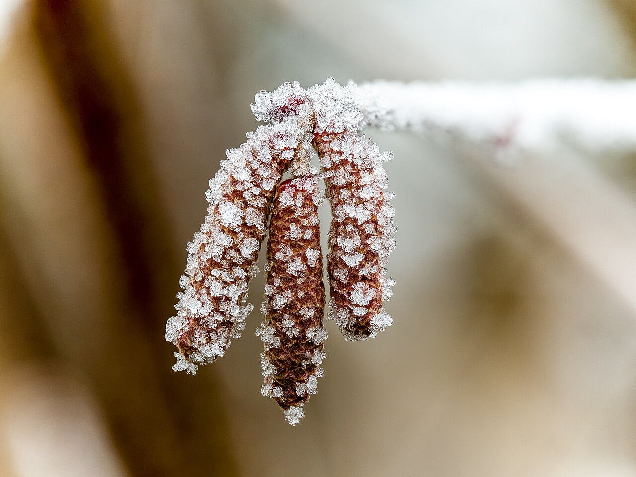 Haselnussblüte nach Frost mit Reif bedeckt