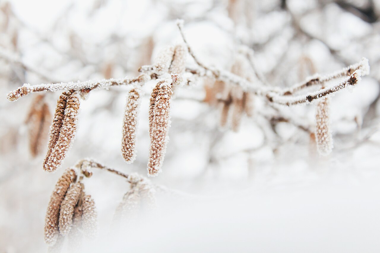 Frostbedeckte Haselnusskätzchen