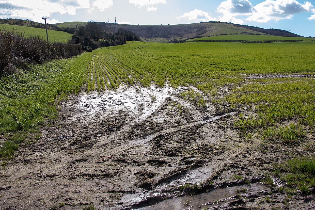 Versumpftes Ackerland mit gestautem Wasser — ungünstig für Haselnuss