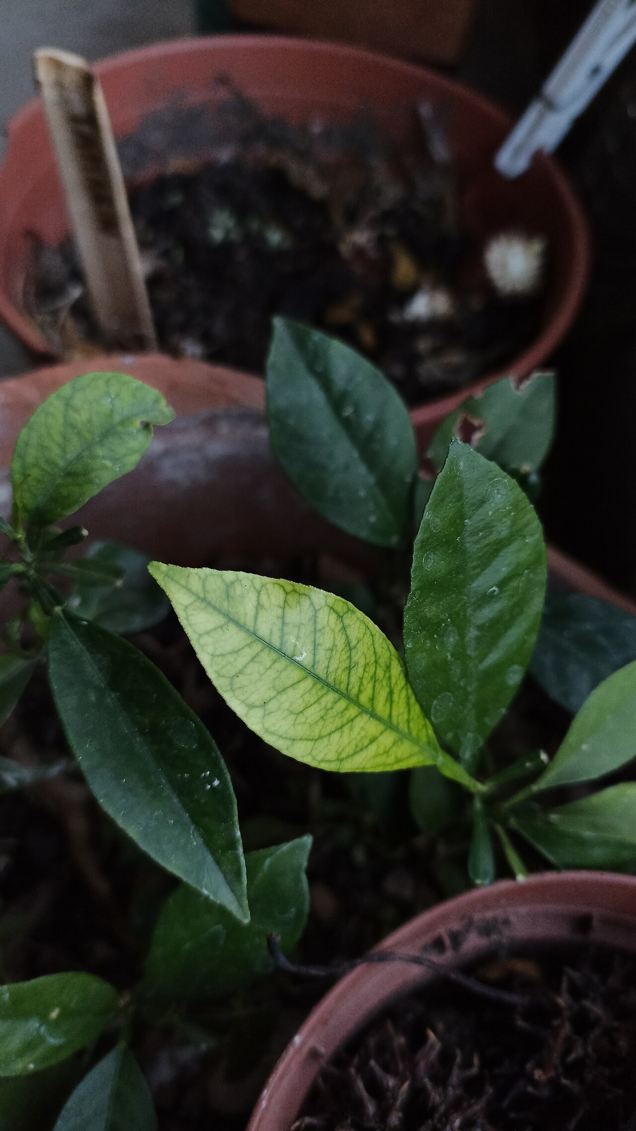 Interkostale Vergilbung des Laubs infolge von Eisen-Chlorose (Eisenmangelchlorose) auf alkalischen Boden – dargestellt an einer Zitrone