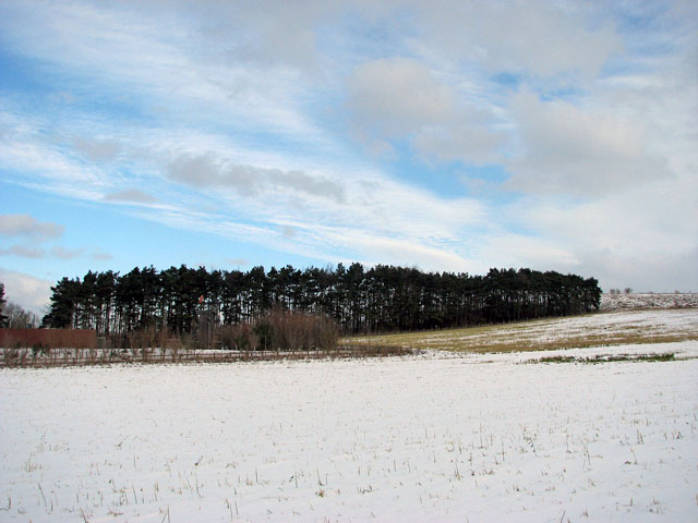 Windschutzstreifen aus Bäumen an landwirtschaftlichen Flächen