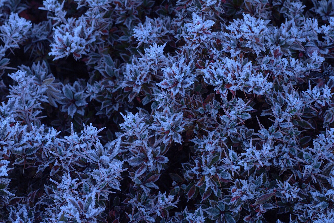 Frost auf Blättern nach einer klaren Nacht ohne Wind (Strahlungsfrost)