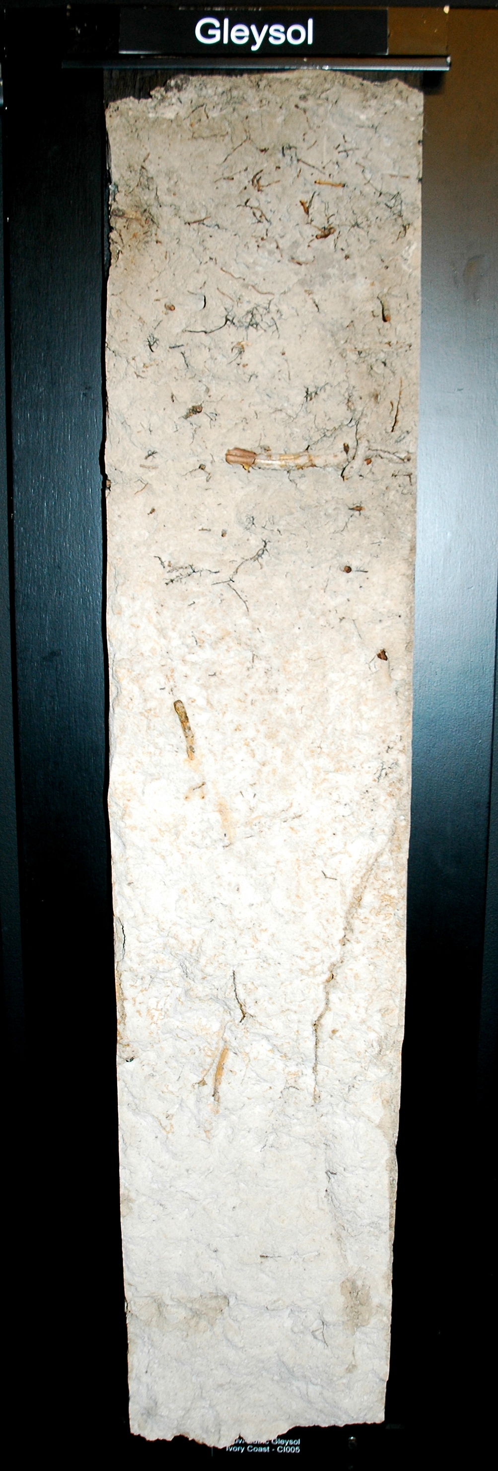 Monolith eines gleysierten Bodens (Gley) – Bodentyp, der bei periodischer oder dauerhafter Wassersättigung entsteht