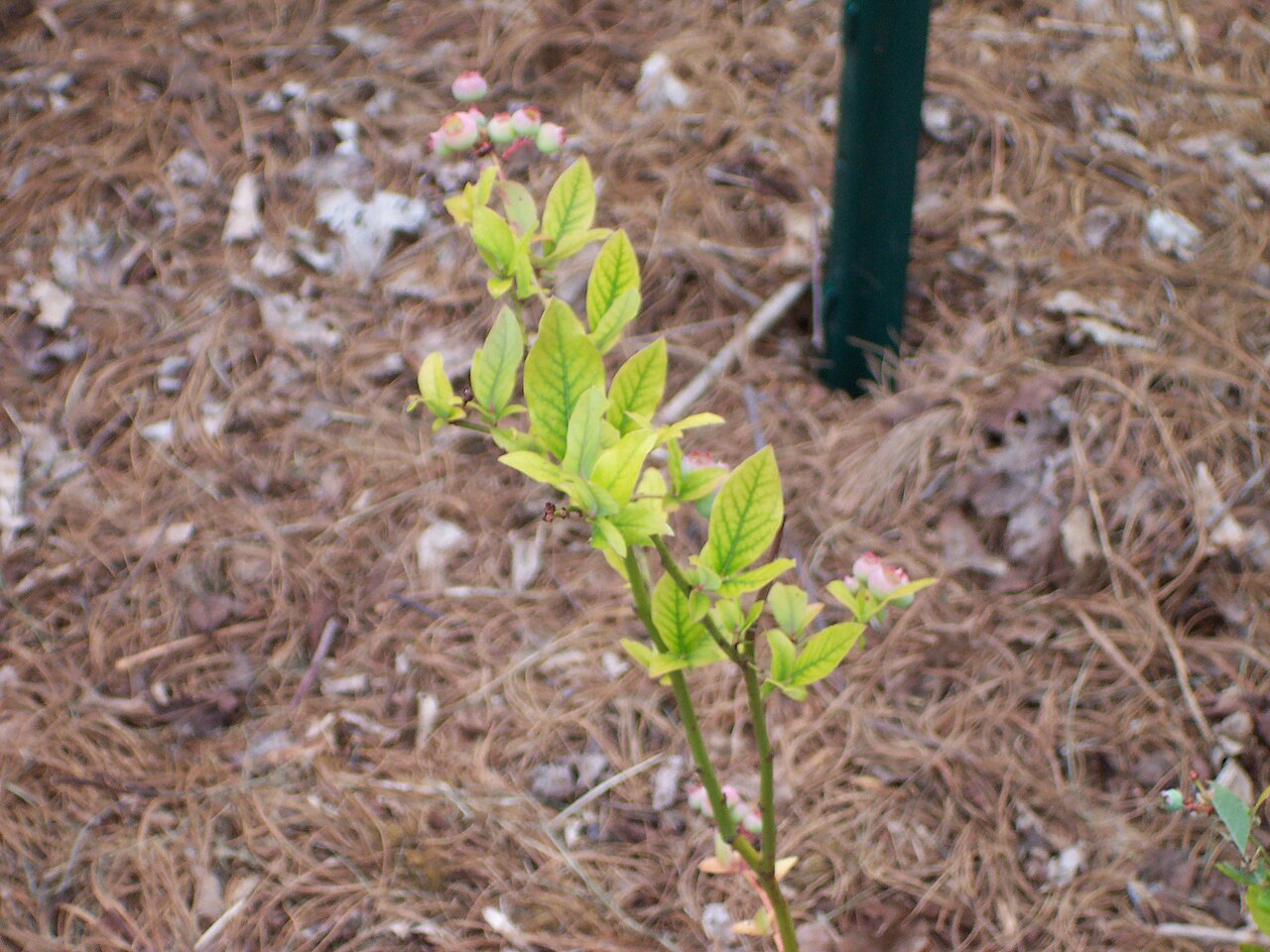Chlorose (Gelbsucht) aufgrund von Eisenmangel — Vergilbung der Blätter zwischen den Adern (Beispiel an Heidelbeere)