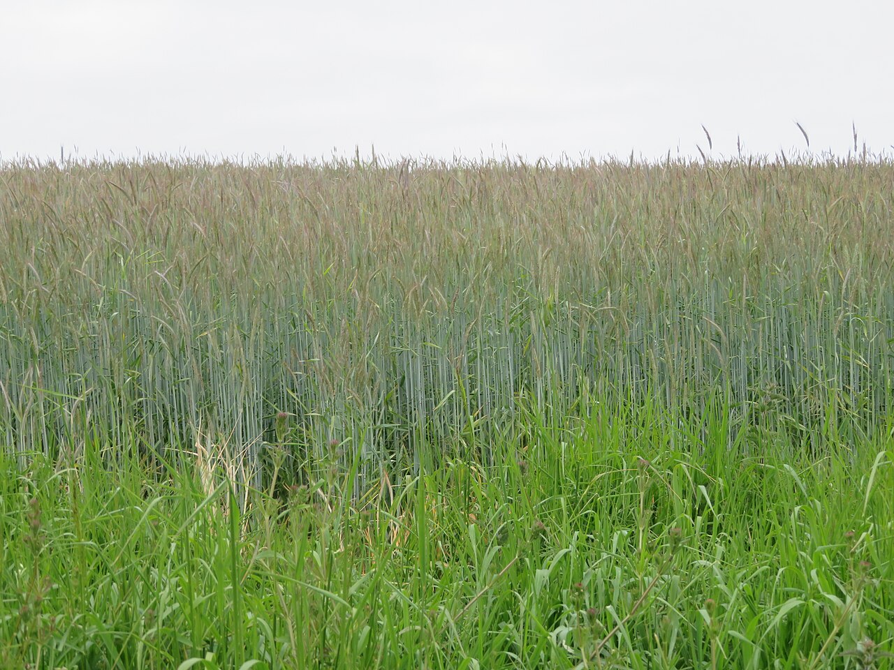 Bestand an Winterroggen (Secale cereale), Gras mit stark unterdrückender Wirkung auf Unkräuter