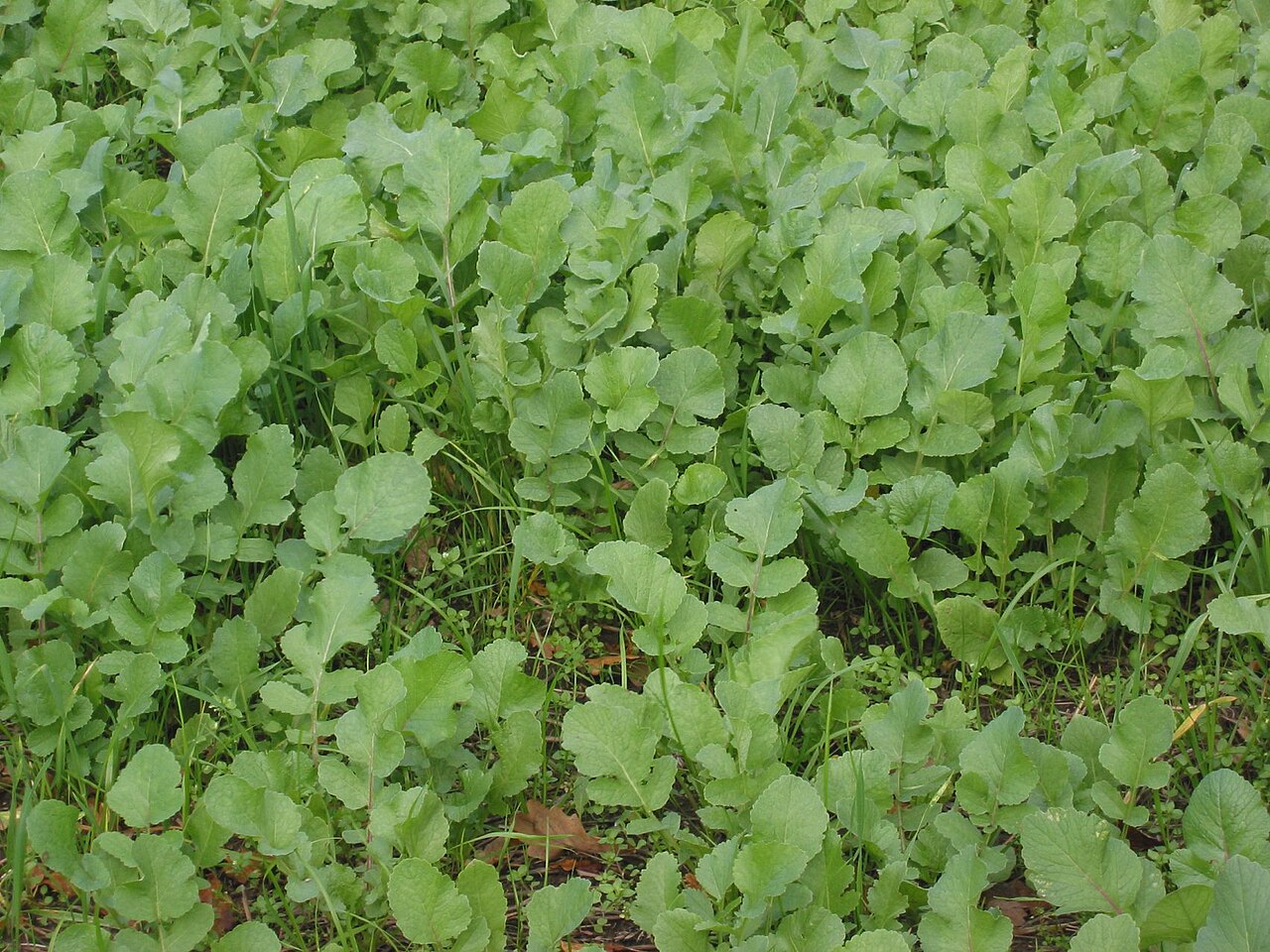 Ölrübe (Raphanus sativus subsp. oleiferus) als Kultur zur Grünen Düngung