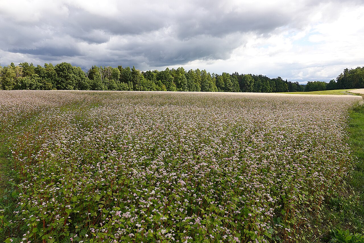 Buchweizenfeld (Fagopyrum esculentum) in Blüte, Sommerdeckfrucht