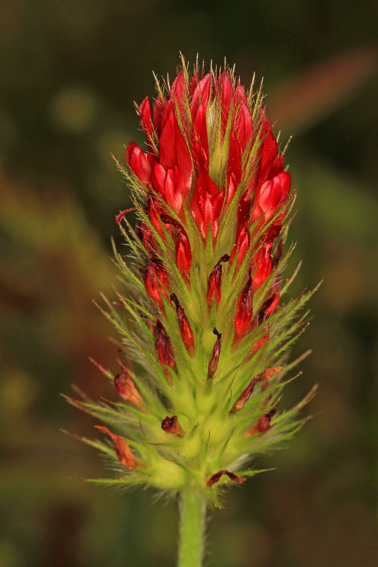 Inkarnat-Klee (Roter Klee, Trifolium incarnatum) in Blüte, Leguminose zur Gründüngung
