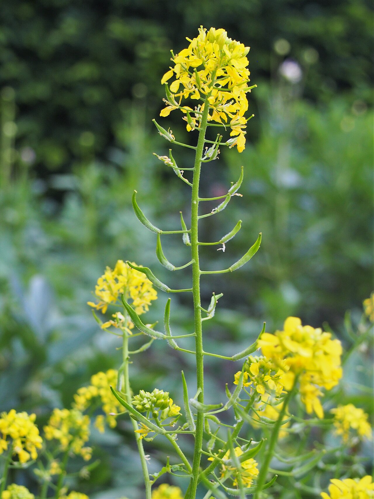 Weißer Senf (Sinapis alba) in Blüte, Kreuzblütler zur Gründüngung