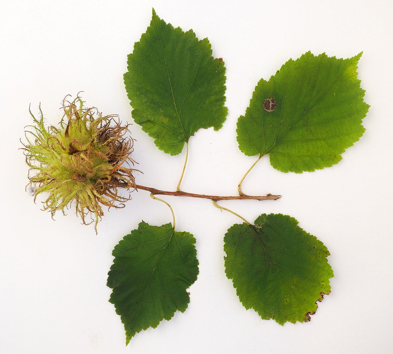 Bärentrauben- (Türkische) Haselnuss, Corylus colurna