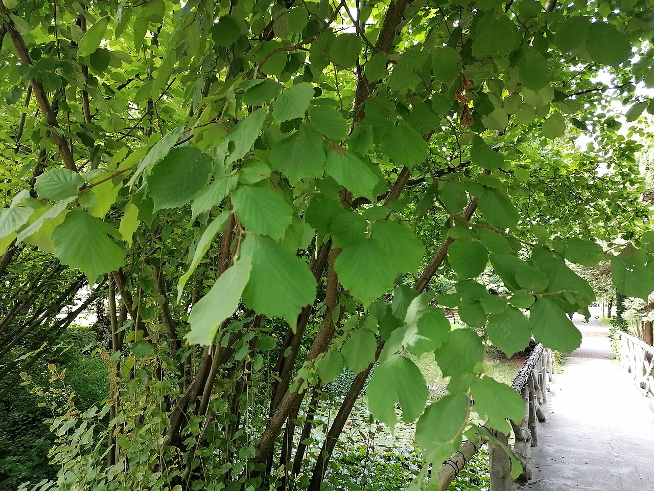Frucht der lombardischen Haselnuss Corylus maxima mit einer Hülle, die länger als die Frucht ist