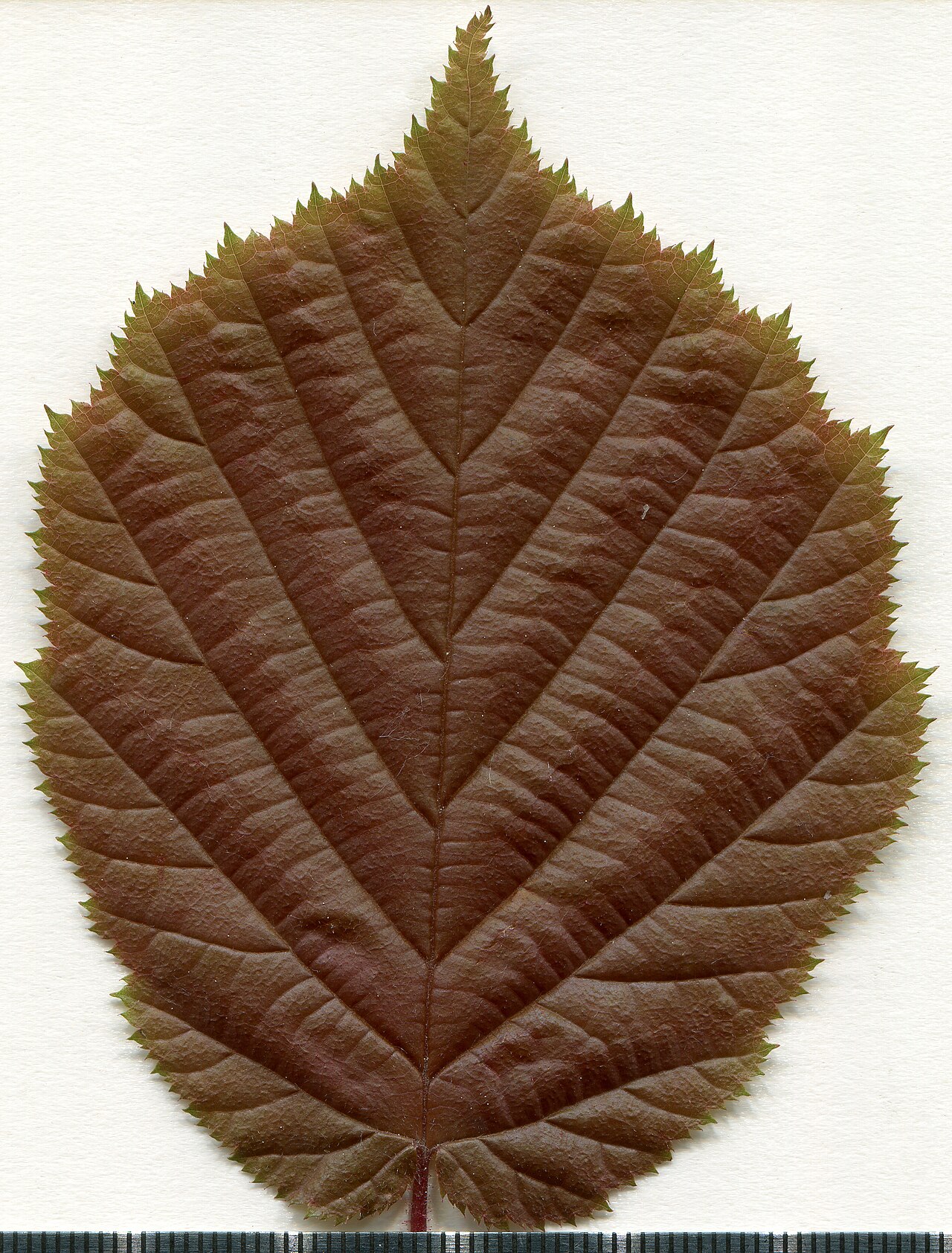 Herbariumsexemplar der Haselnuss (Corylus avellana) — morphologische Merkmale von Blatt und Frucht