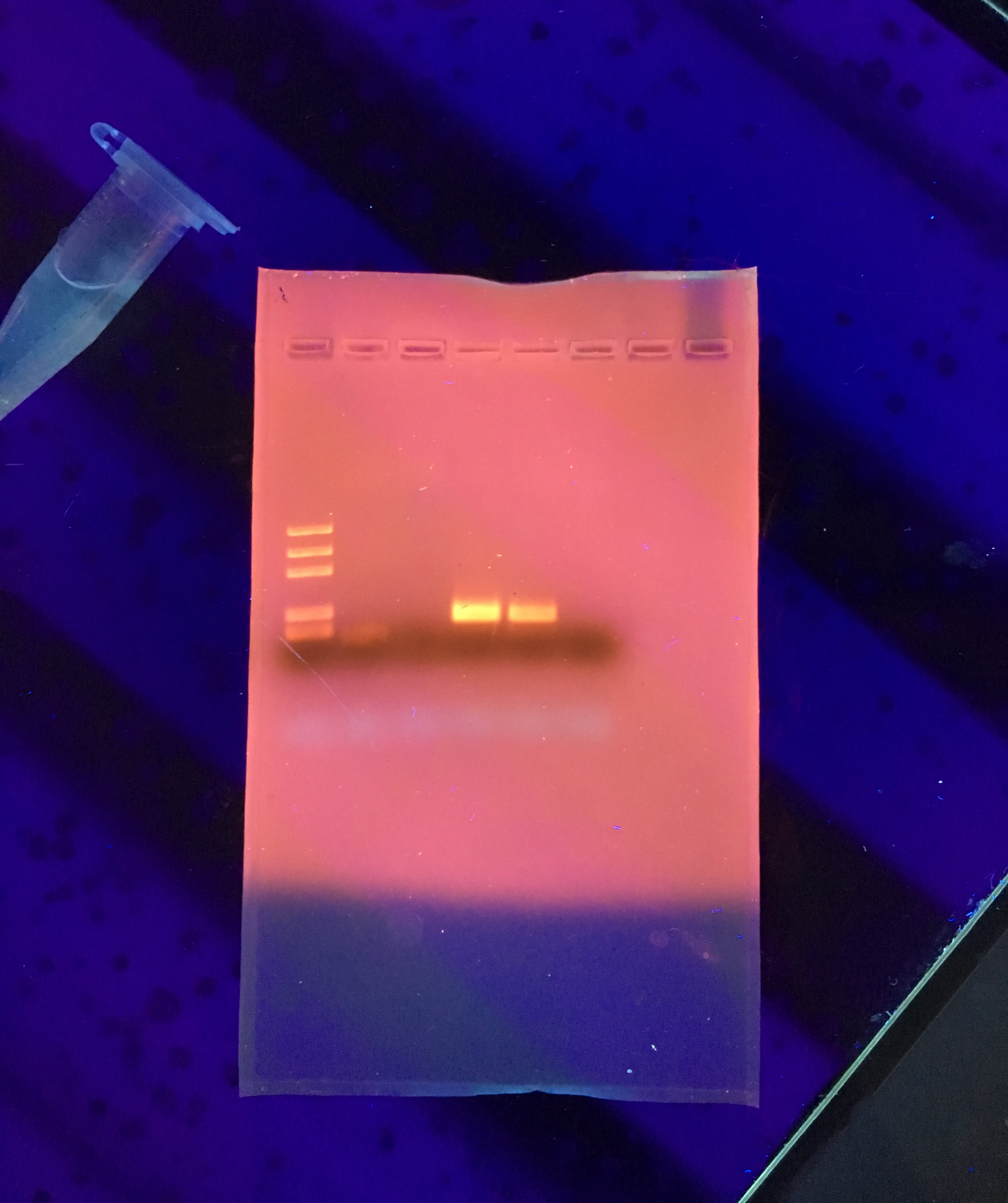 Agarosegel mit nach der Elektrophorese getrennten DNA-Fragmenten