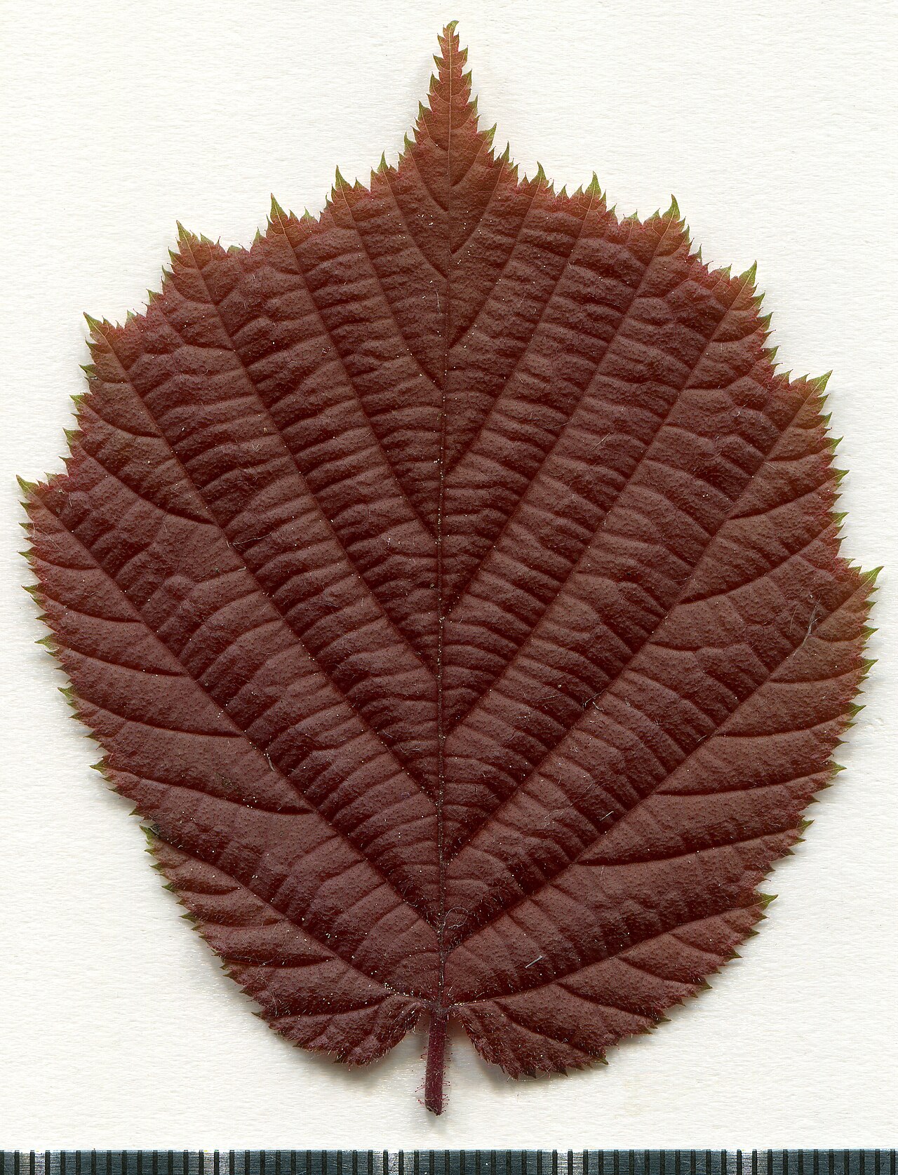 Herbarium-Exemplar der Europäischen Haselnuss (Corylus avellana), Wirt des Ostamerikanischen Haselnussbrands