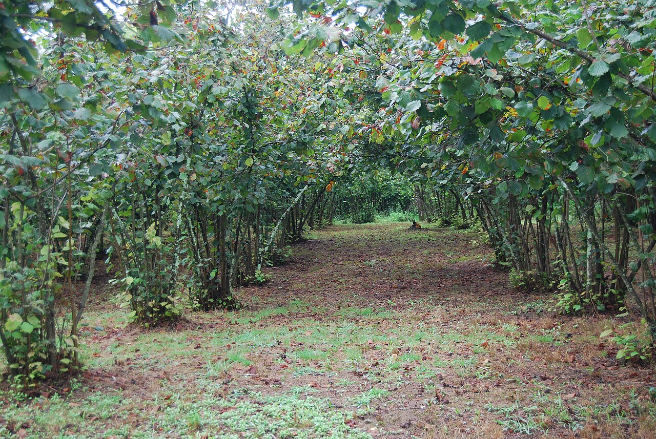 Strauch der Sorte Cosford (Corylus avellana 'Cosford') im Winter, bedeckt mit Kätzchen