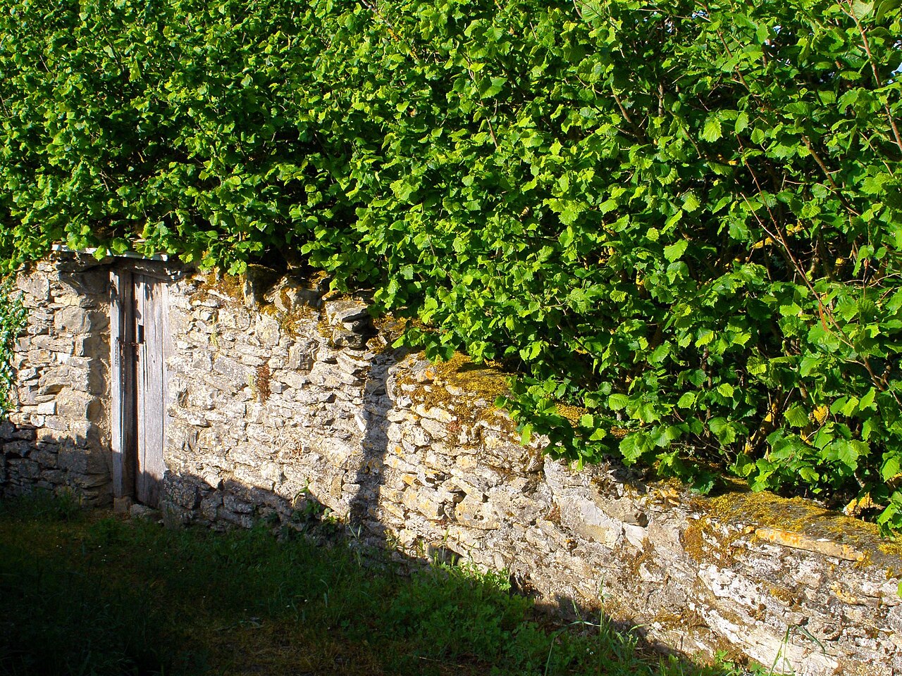 hazelnut bush over stone wall