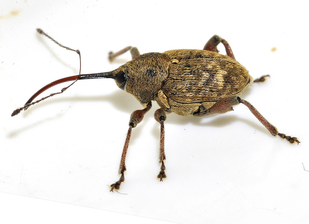 Ljeskotoč (Curculio nucum), štetnik tankoljuskih sorti lijeske