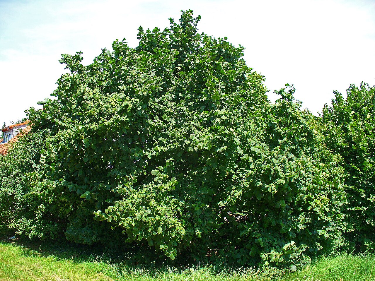 Haselnussblatt (Corylus avellana) rundlich