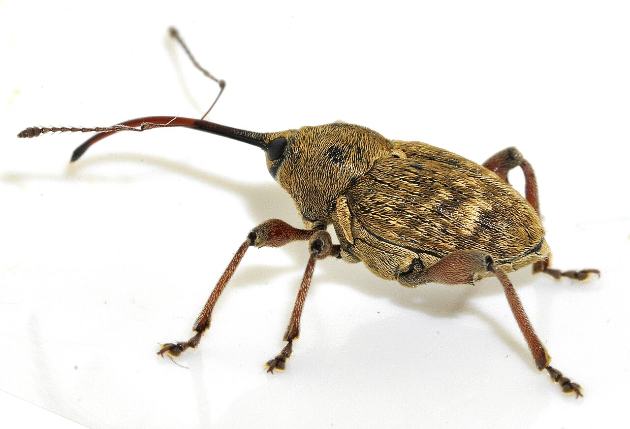Haselmaus (Curculio nucum), Schädling der Haselnussfrüchte