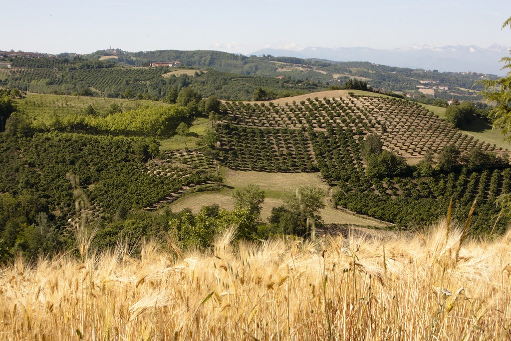 Haselplantagen in den italienischen Hügeln
