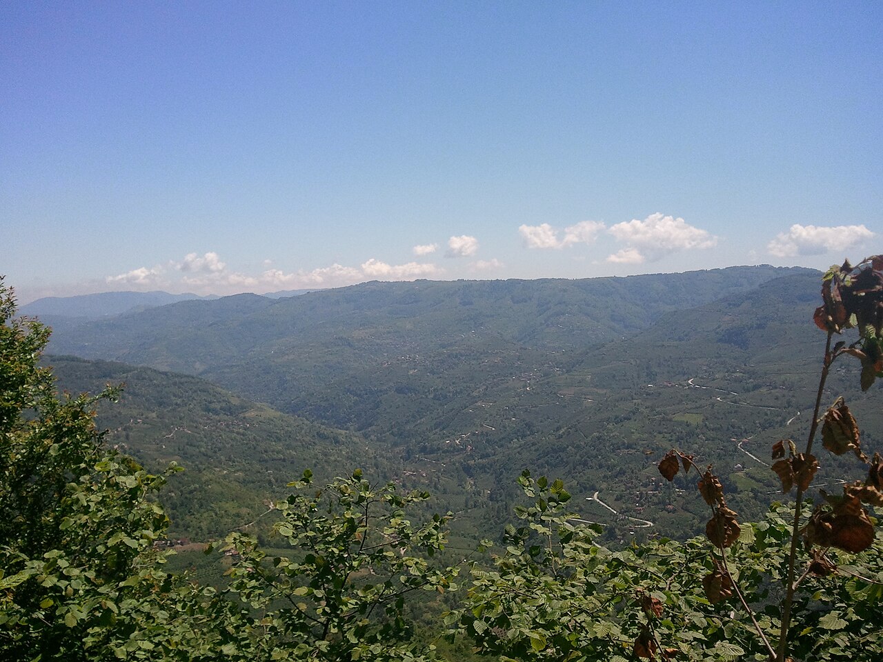 hazelnut orchard landscape in Turkey