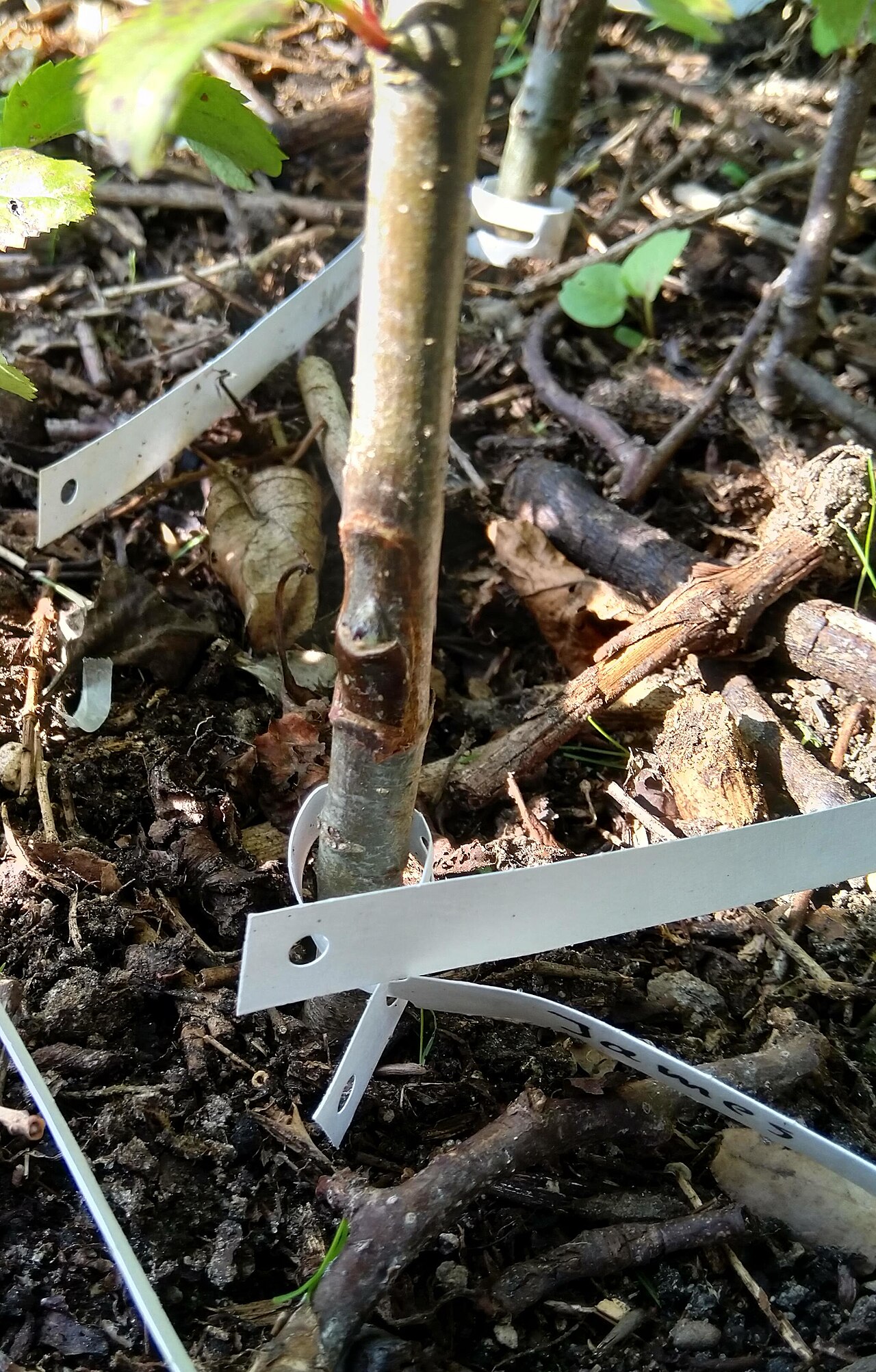 Chip-Okulation (Veredelung auf das Auge) — Setzling mit eingesetztem Split mit Auge, mit Bändern befestigt