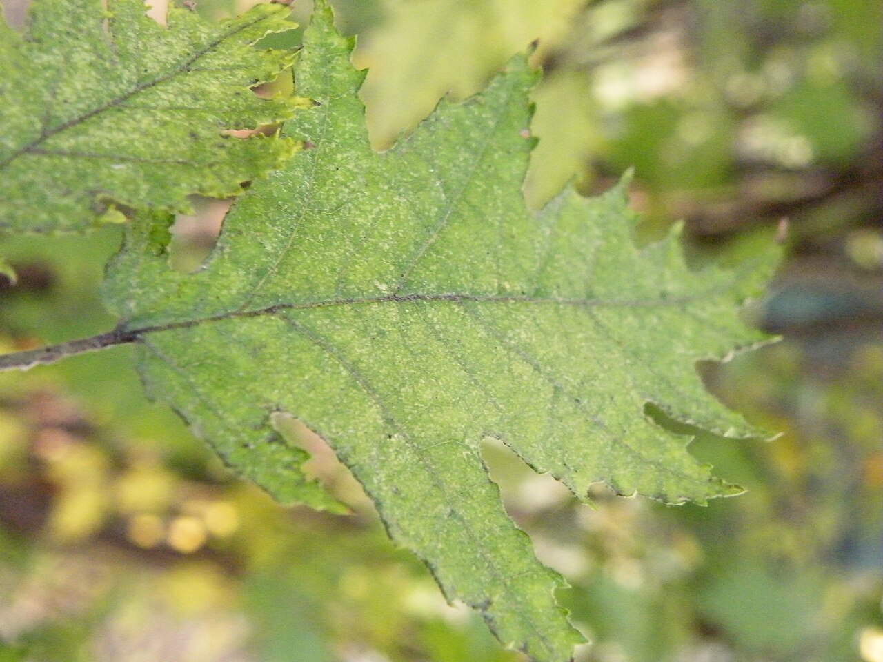 Gewöhnliche Haselnuss (Corylus avellana), die natürlich als Strauch wächst und Wurzeltriebe bildet
