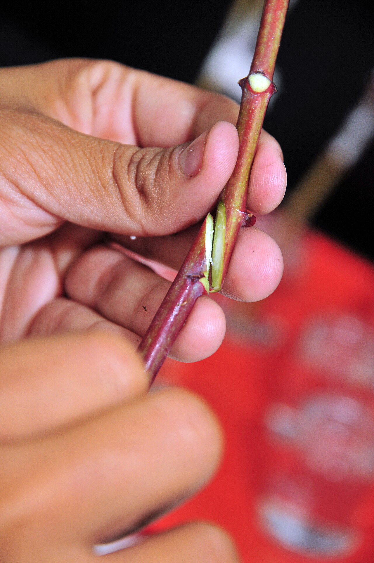 close-up of plant grafting technique