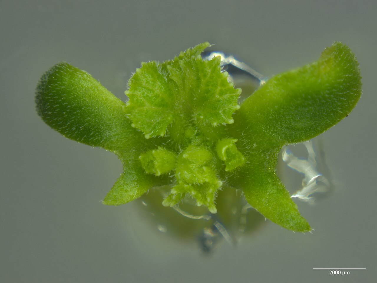 Aseptisches Pflänzchen, in vitro auf MS-Medium mit Cytokinin gezüchtet (Beispiel Gurke)