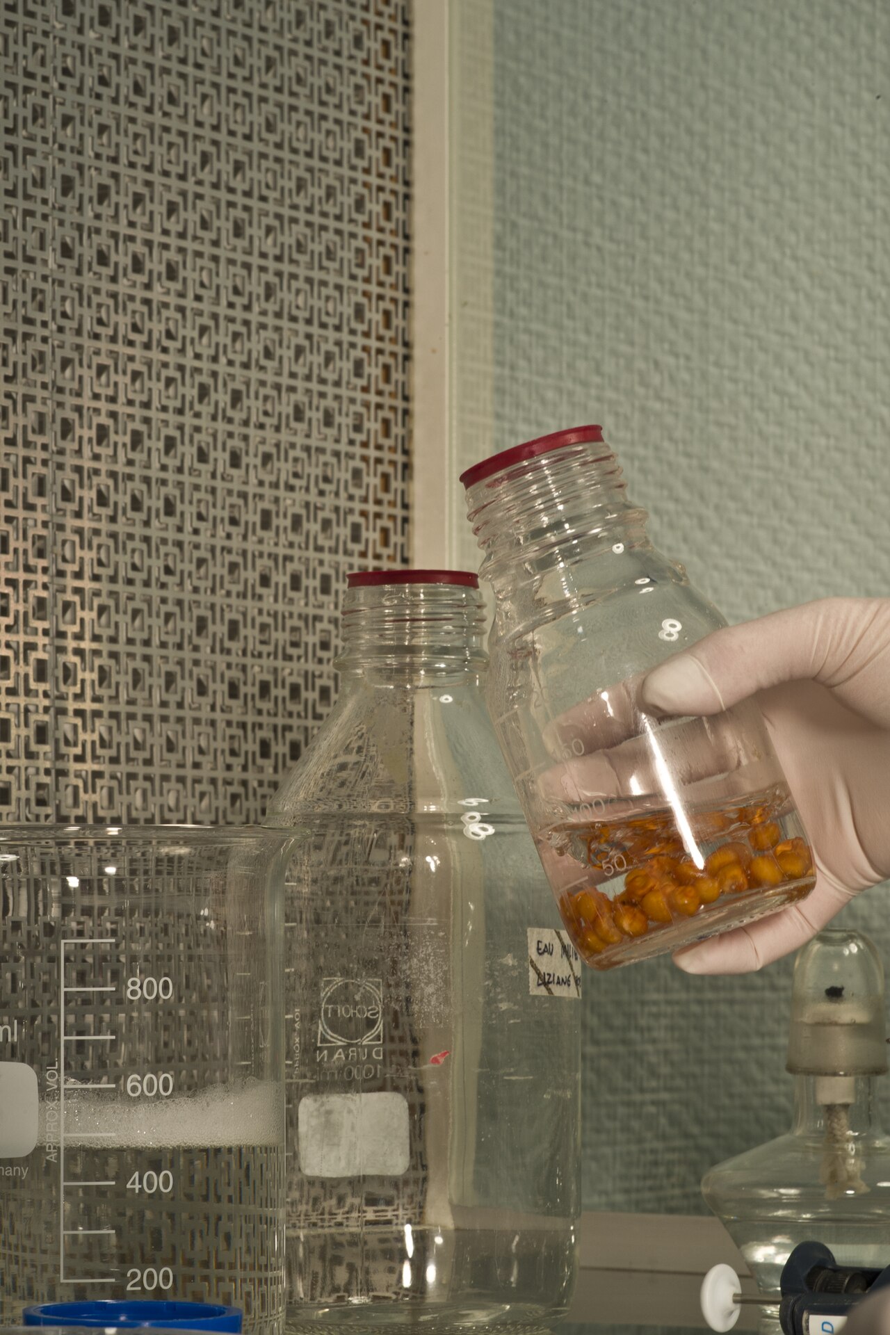 Desinfektion von Pflanzenmaterial für die Einführung in die in-vitro-Kultur (Beispiel Maiskorn)