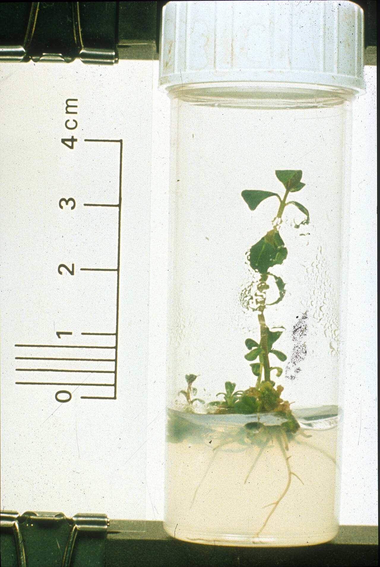 Haselnuss-Plantage in der Gewebekultur