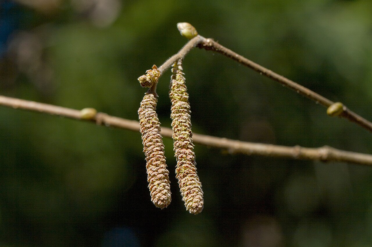 Stamm der Gemeinen Hasel (Corylus avellana) in der natürlichen Umgebung