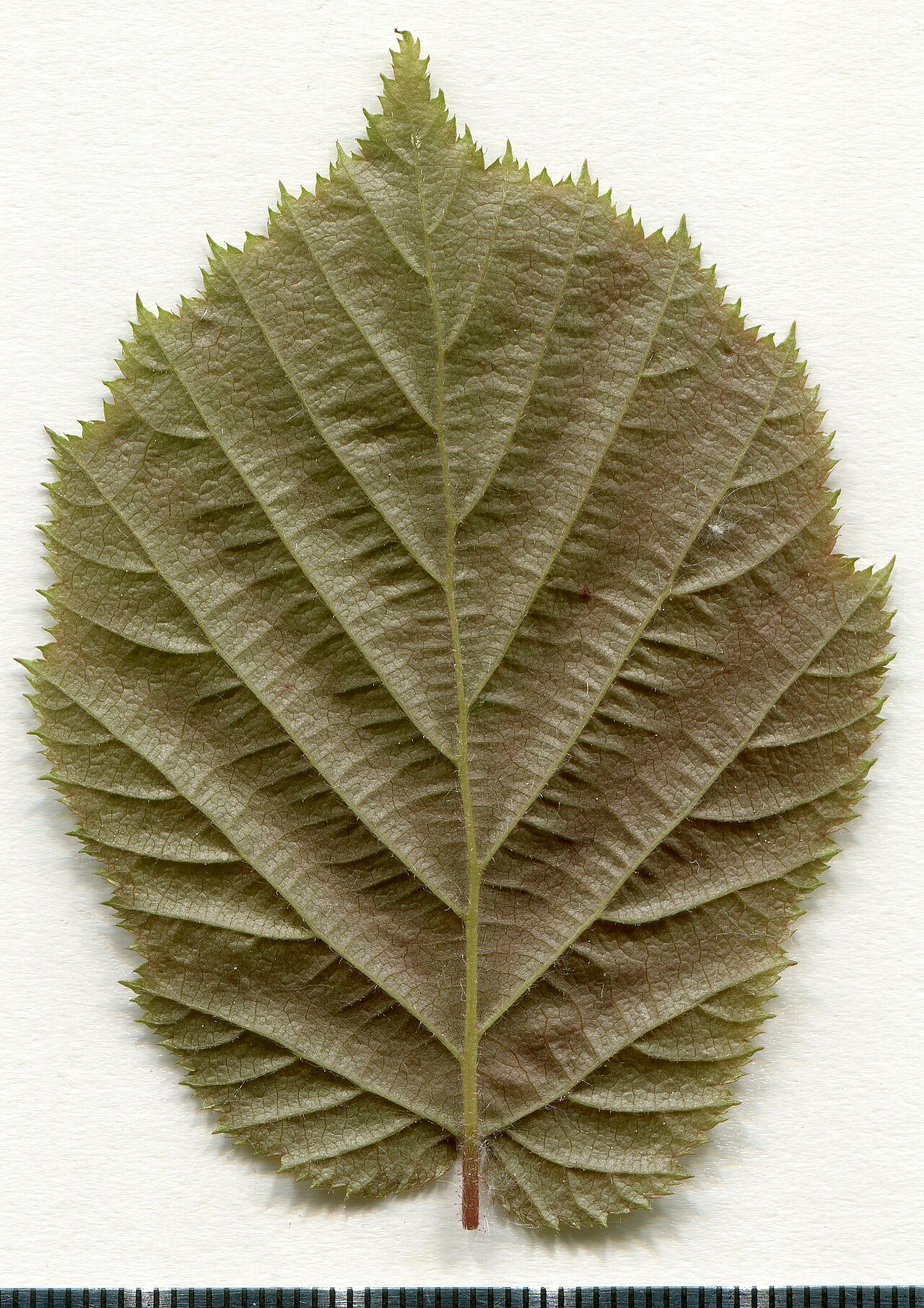 Herbariumsexemplar eines Blattes der Gewöhnlichen Haselnuss (Corylus avellana)