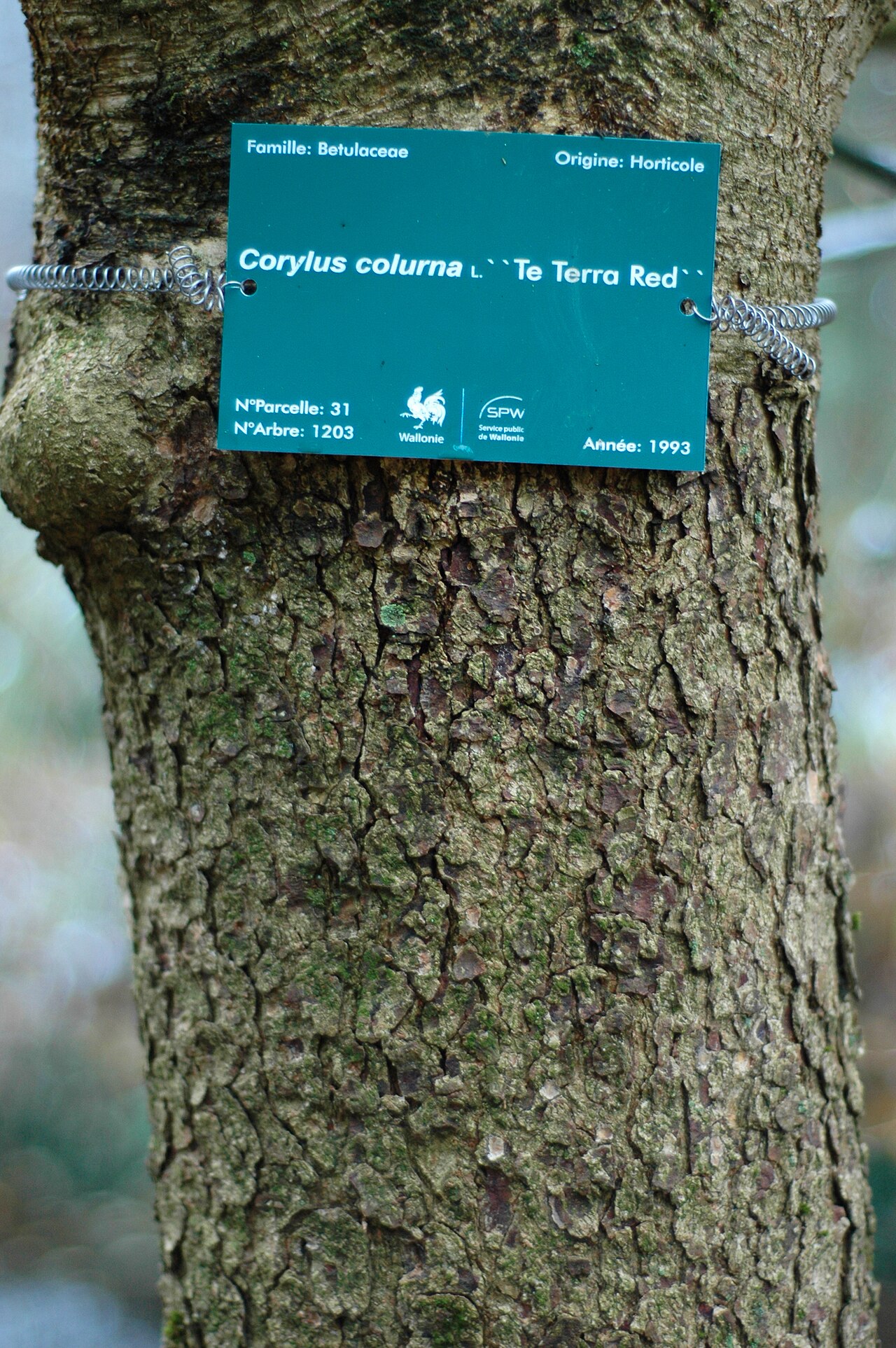 Bärenhasel (Corylus colurna), Unterlage für veredelte Setzlinge der baumförmigen Form