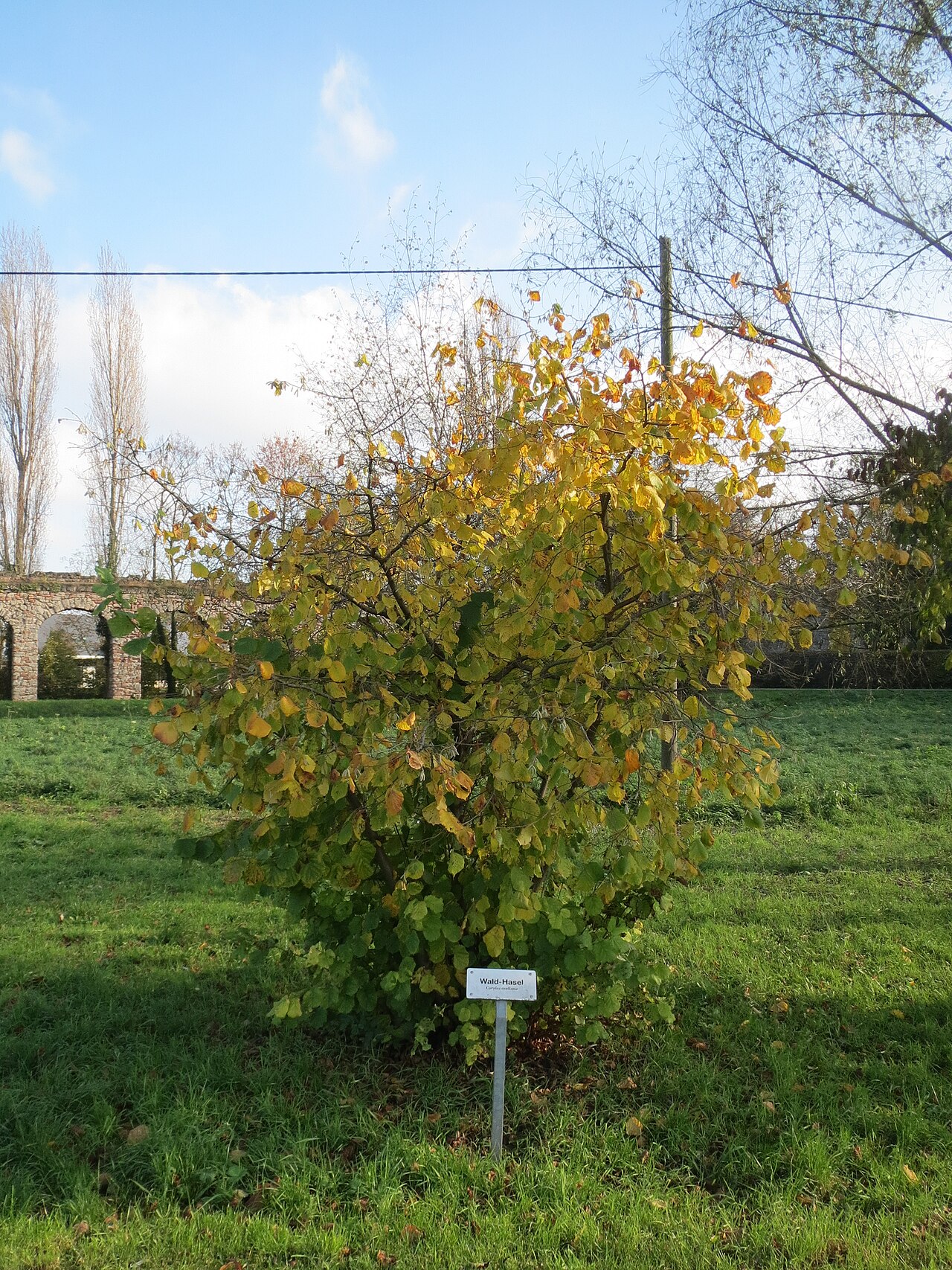 Haselstrauch (Corylus avellana) im Herbstlaub