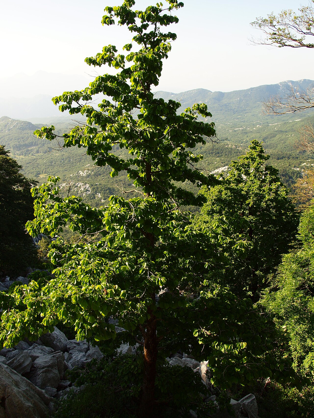 Haselnussbaum in Berglandschaft