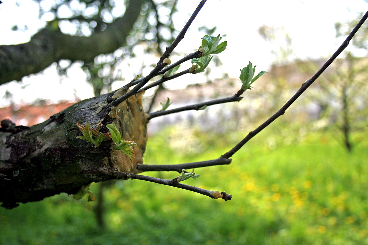 Blühender Veredelungsansatz an einem Obstbaum — allgemeine Darstellung der Verbindungstechnik von Unterlage und Edelreis