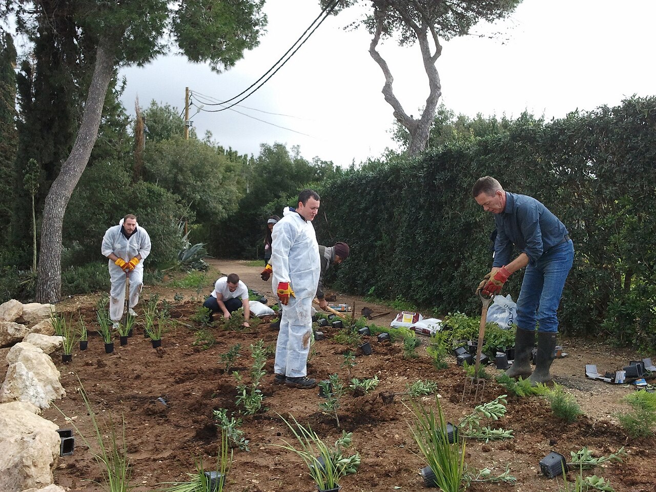 workers planting saplings in field