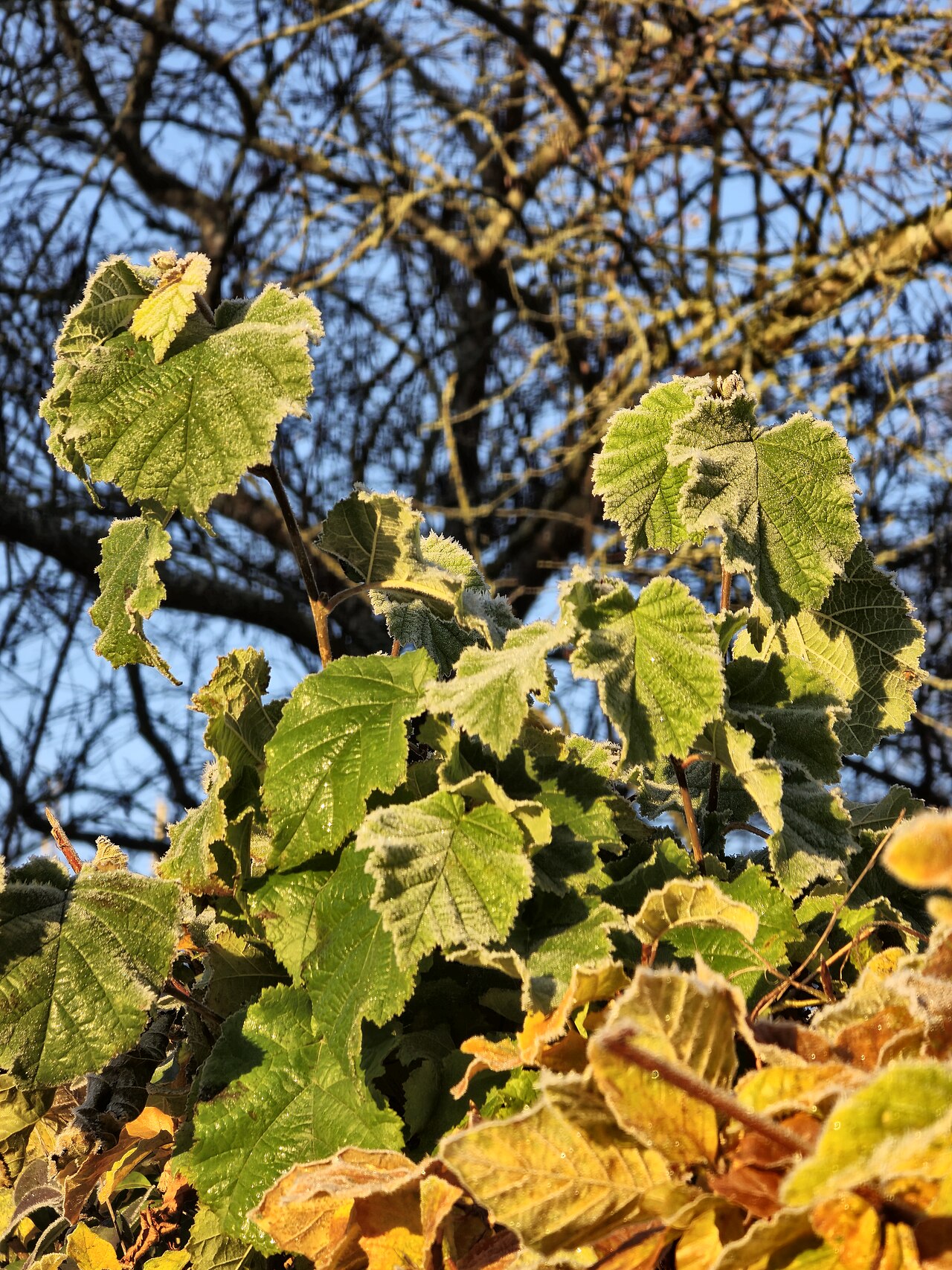 Blätter der Bärentrauben-Haselnuss (Corylus colurna)