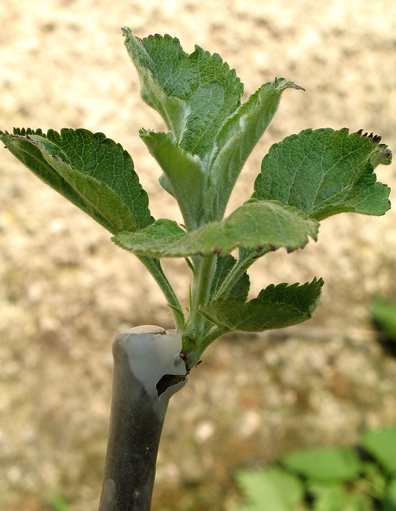 Bärentrauben-Haselnuss (Corylus colurna) als Baum mit einem Stamm