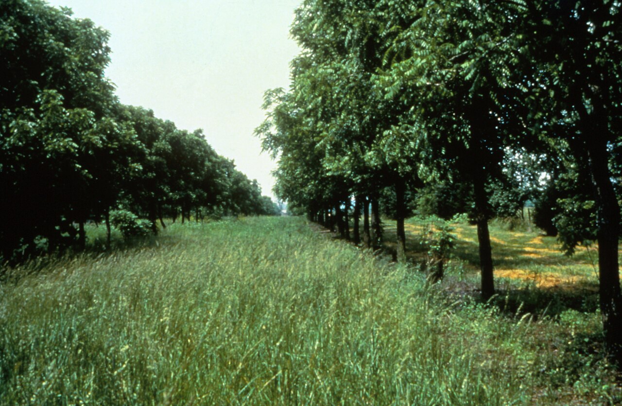 System des Zwischenfruchtanbaus (Alley Cropping): verholzende Mehrjährige in den Reihen mit einer Kultur in der Zwischenfruchtzone